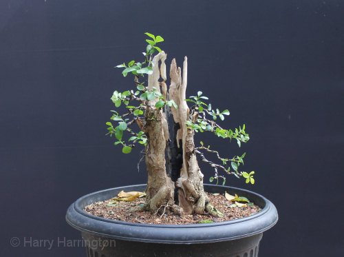 privet bonsai